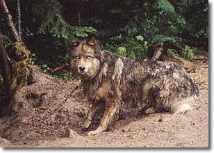 Scotty, as found by PAWS